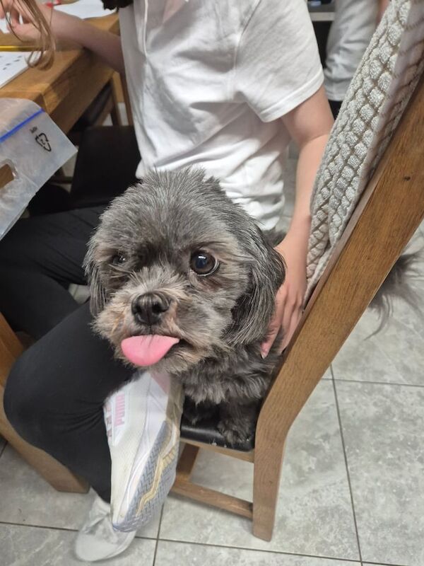 Shih Tzu puppies for sale in Belfast, County Antrim – 4 years old