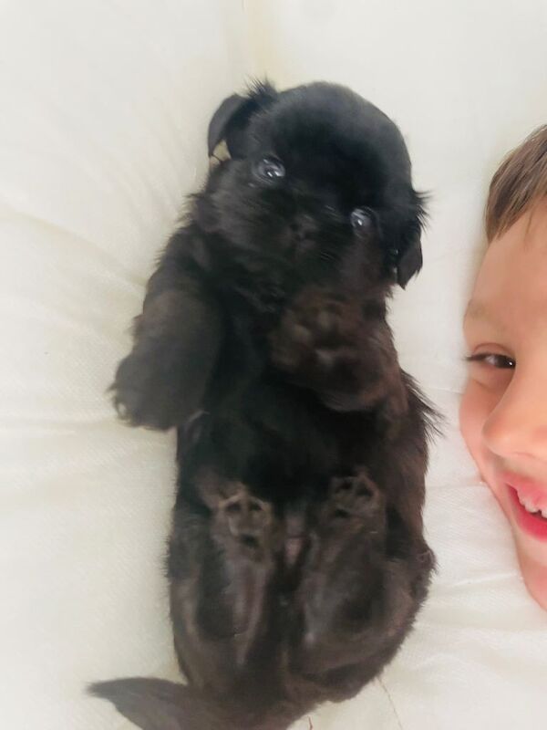 Perfect imperial Shihtzu pups