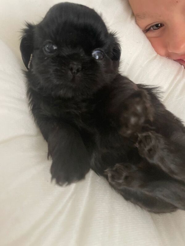 Perfect imperial Shihtzu pups - Image 2 of 5