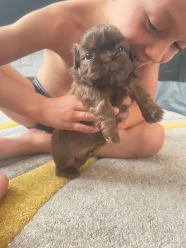 Perfect imperial Shihtzu pups - Image 3 of 5