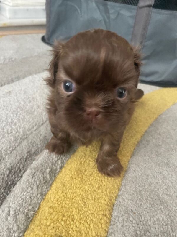 Perfect imperial Shihtzu pups - Image 4 of 5