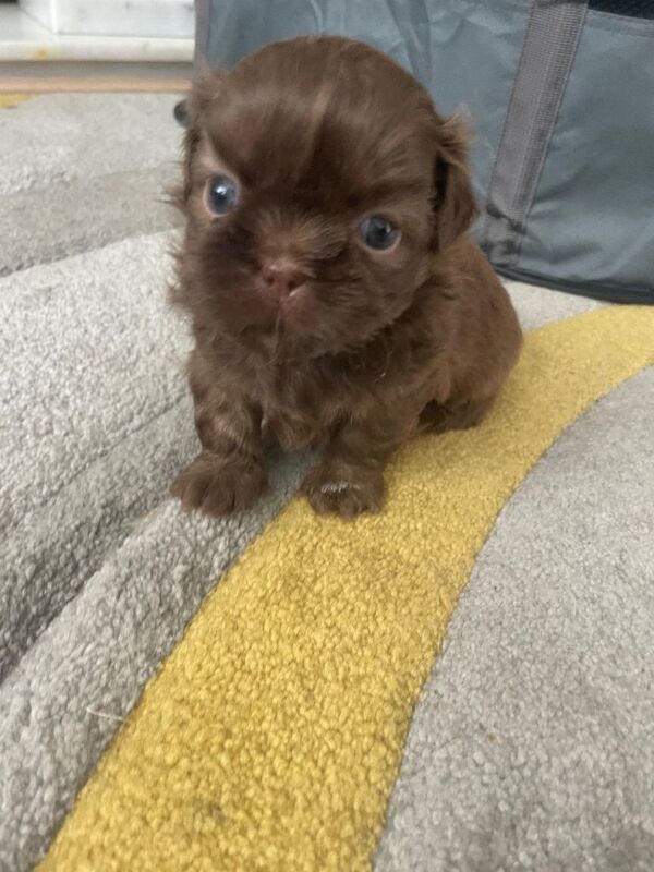 Perfect imperial Shihtzu pups - Image 5 of 5