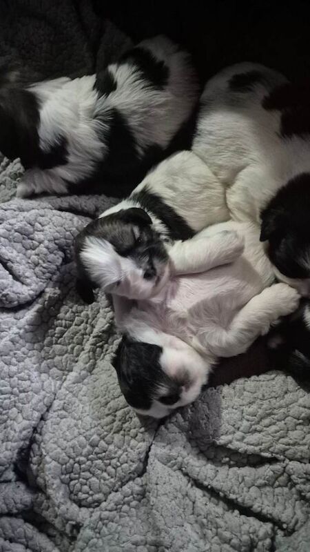Shih Tzu puppies for sale in Hartlepool, County Durham – 2 weeks old