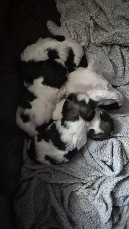 Shih Tzu puppies for sale in Hartlepool, County Durham – 2 weeks old - Image 2 of 5