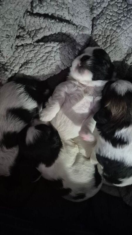 Shih Tzu puppies for sale in Hartlepool, County Durham – 2 weeks old - Image 3 of 5