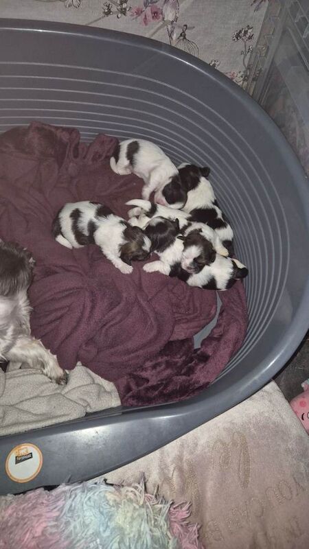 Shih Tzu puppies for sale in Hartlepool, County Durham – 2 weeks old - Image 4 of 5
