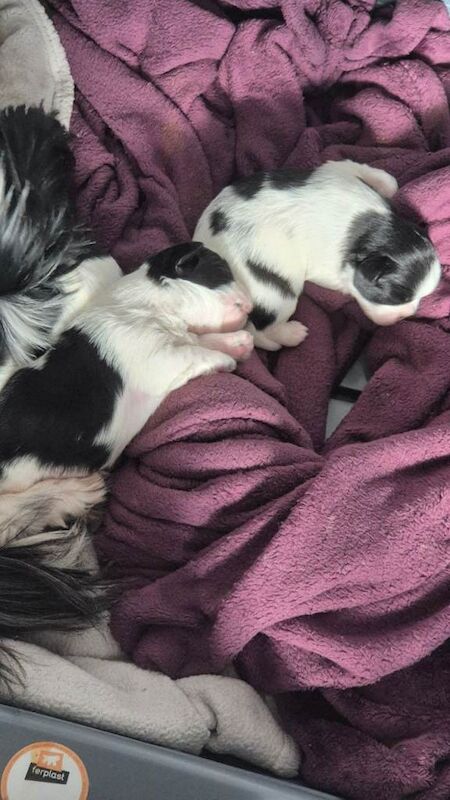 Shih Tzu puppies for sale in Hartlepool, County Durham – 2 weeks old - Image 5 of 5