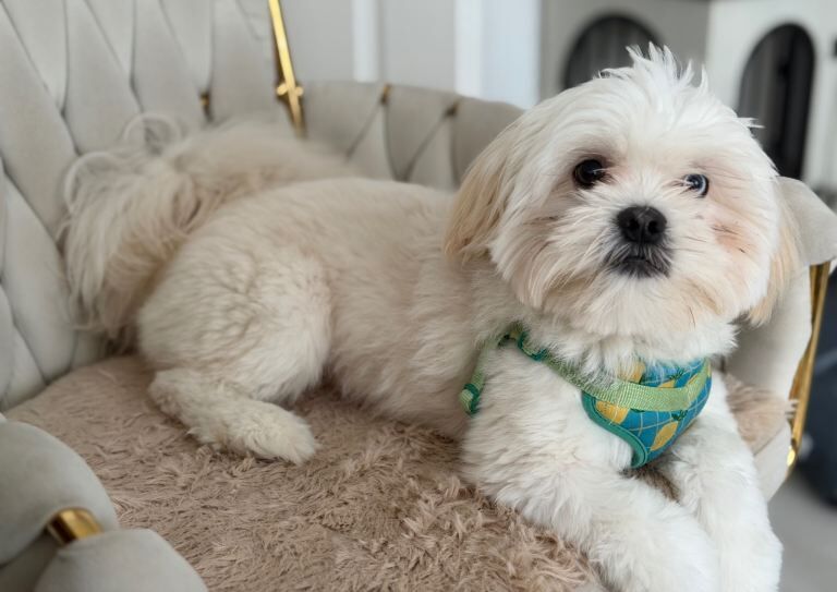 Shih Tzu puppies for sale in Edmonton, London – 8 months old