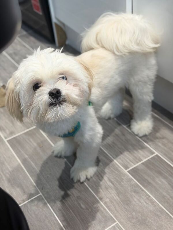 Shih Tzu puppies for sale in Edmonton, London – 8 months old - Image 2 of 5