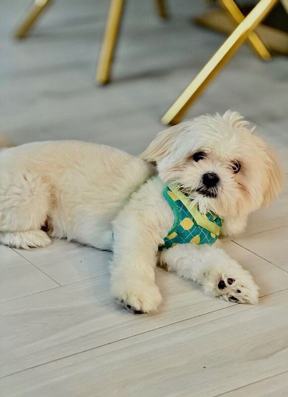 Shih Tzu puppies for sale in Edmonton, London – 8 months old - Image 3 of 5