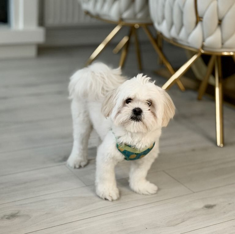 Shih Tzu puppies for sale in Edmonton, London – 8 months old - Image 4 of 5