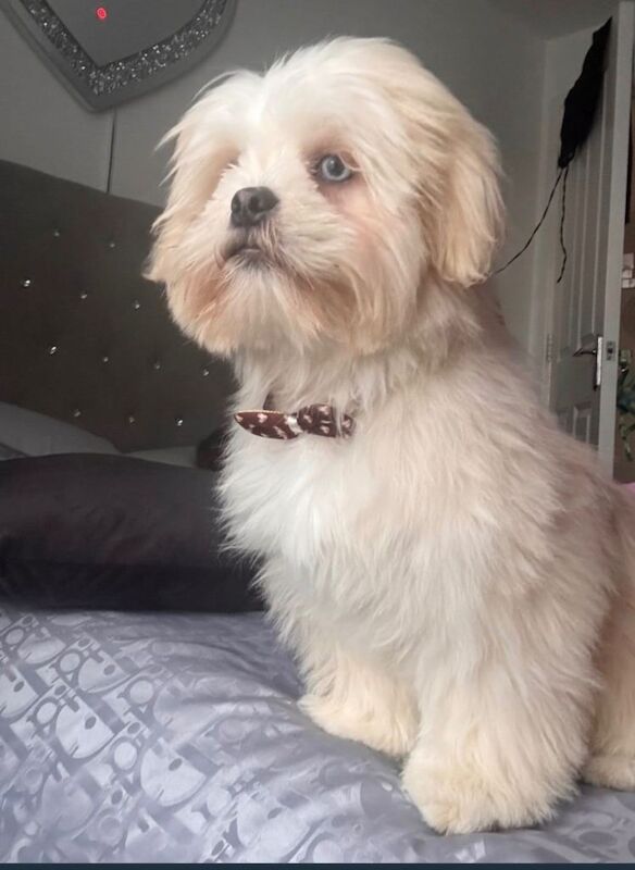 Shih Tzu puppies for sale in Edmonton, London – 8 months old - Image 5 of 5