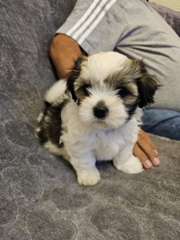 Shih Tzu puppies for sale in Leicester, Leicestershire – 8 weeks old