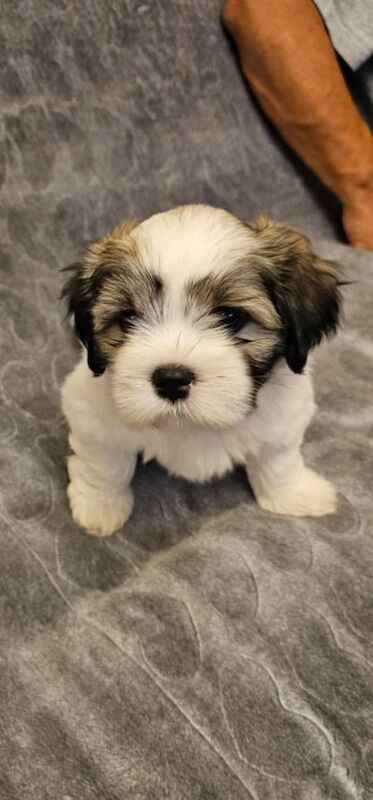 Shih Tzu puppies for sale in Leicester, Leicestershire – 8 weeks old - Image 2 of 3