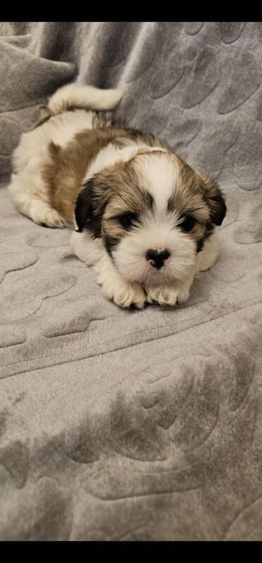 Shih Tzu puppies for sale in Leicester, Leicestershire – 8 weeks old - Image 3 of 3