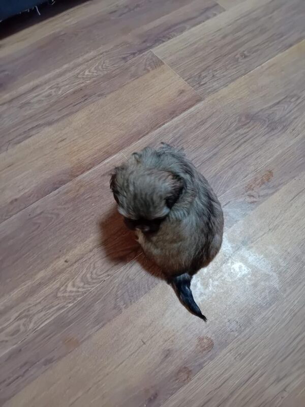 Shih Tzu puppies for sale in Newmarket, Suffolk – 8 weeks old