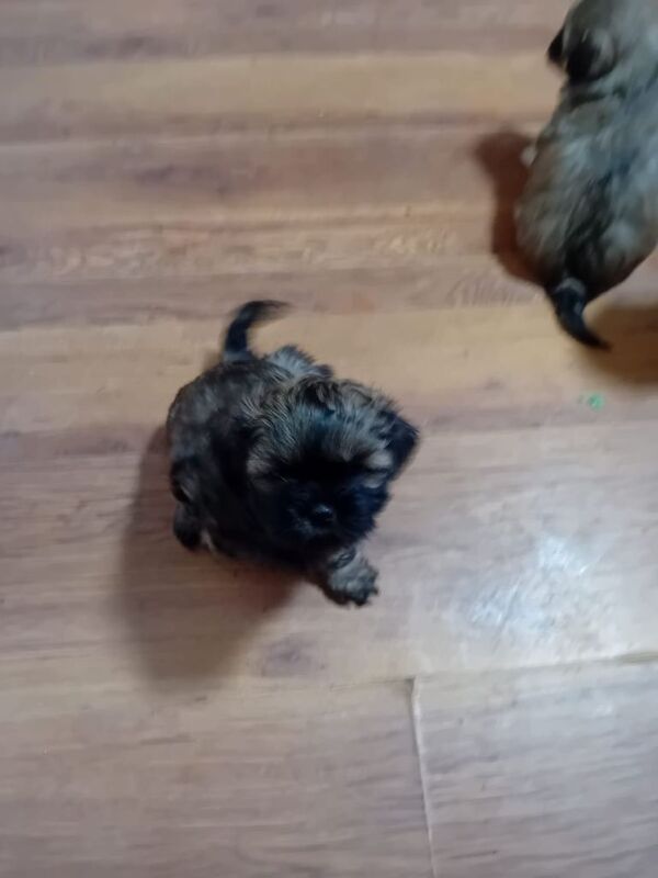 Shih Tzu puppies for sale in Newmarket, Suffolk – 8 weeks old - Image 2 of 3