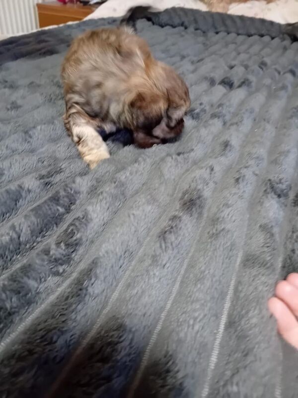 Shih Tzu puppies for sale in Newmarket, Suffolk – 8 weeks old - Image 3 of 3