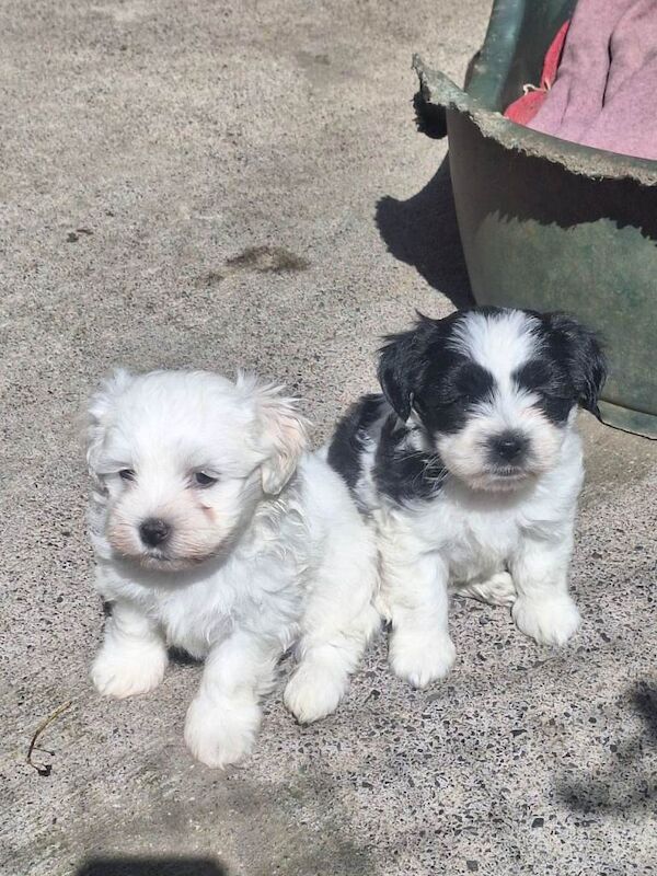 Puppies