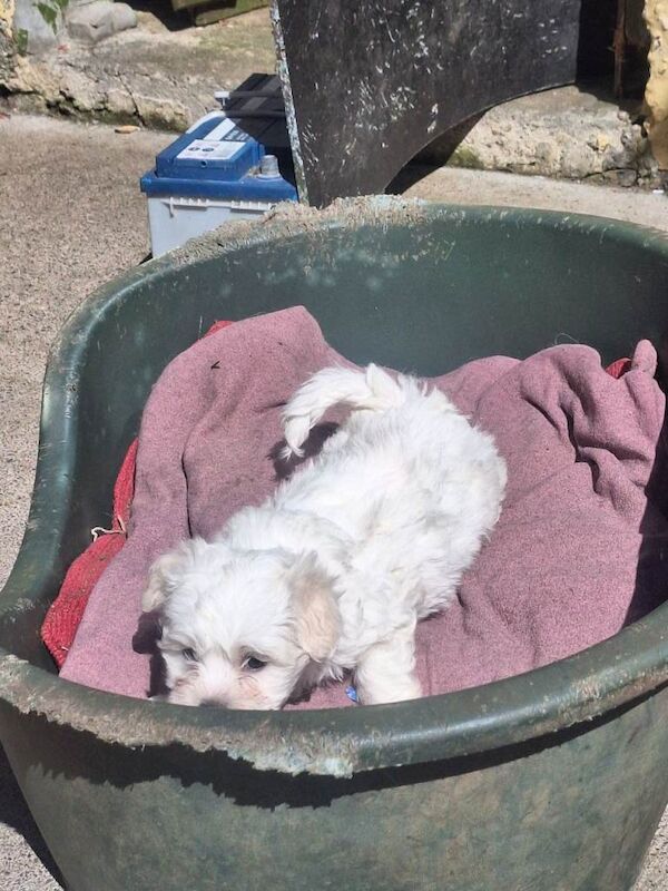 Puppies - Image 2 of 4