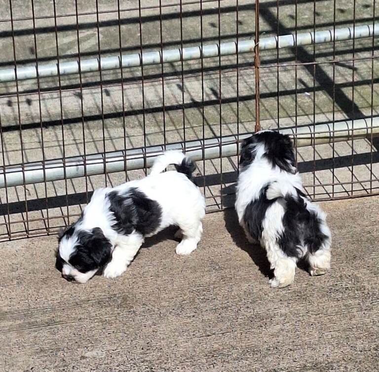 Puppies - Image 3 of 4