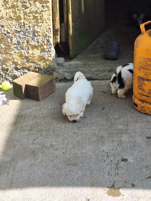 Puppies - Image 4 of 4