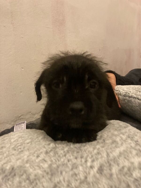 Shih Tzu puppies for sale in Tonypandy, Mid Glamorgan – 9 weeks old - Image 2 of 5