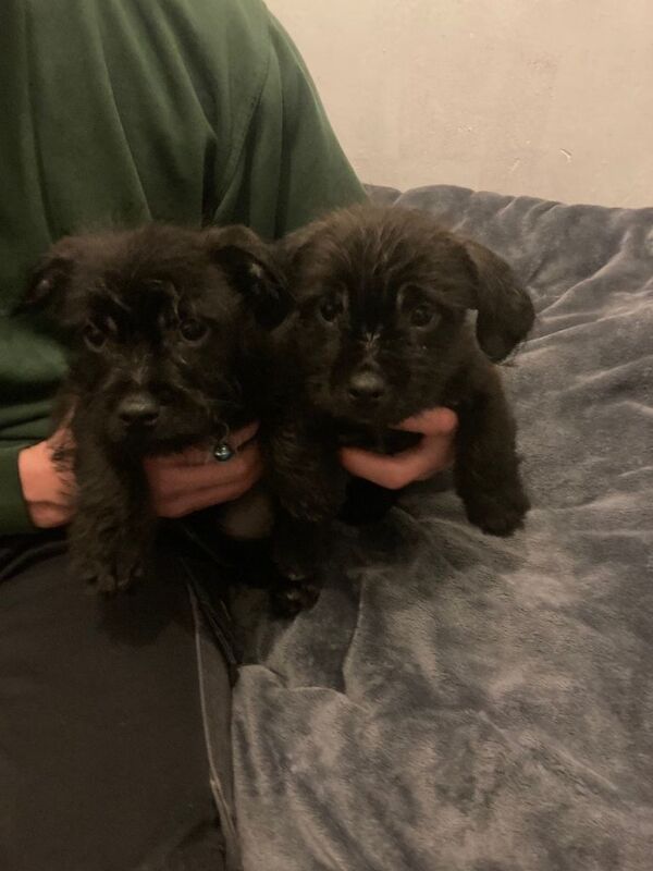 Shih Tzu puppies for sale in Tonypandy, Mid Glamorgan – 9 weeks old - Image 4 of 5