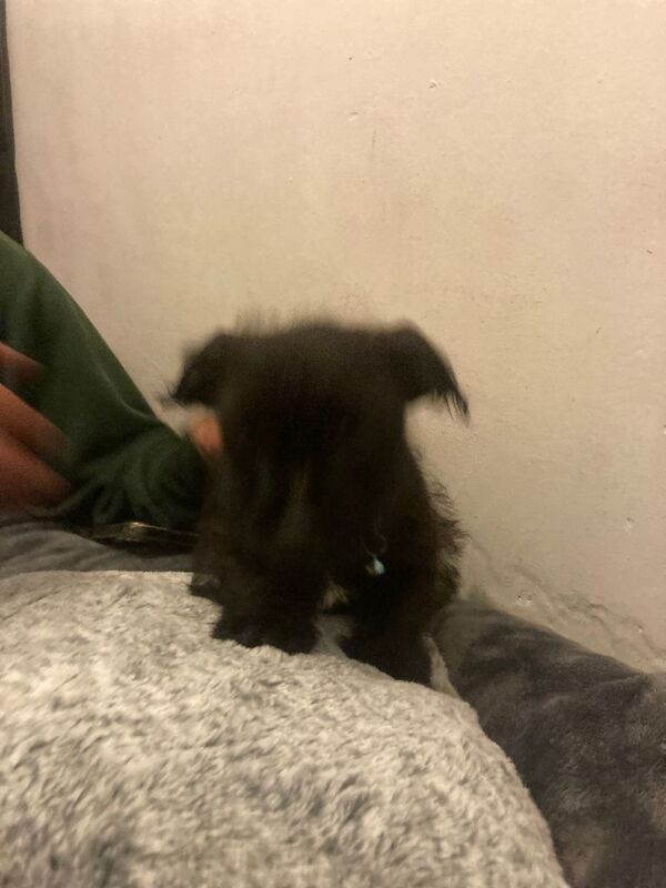 Shih Tzu puppies for sale in Tonypandy, Mid Glamorgan – 9 weeks old - Image 5 of 5