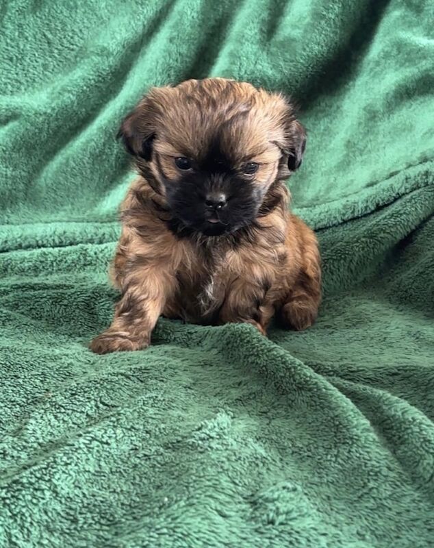 Puppies looking for their forever home for sale in Rhondda, Mid Glamorgan