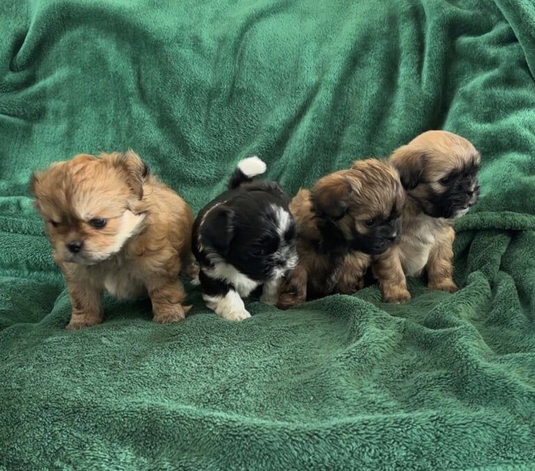 Puppies looking for their forever home for sale in Rhondda, Mid Glamorgan | Image 2
