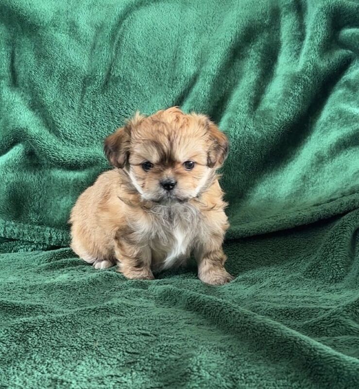 Puppies looking for their forever home for sale in Rhondda, Mid Glamorgan | Image 3