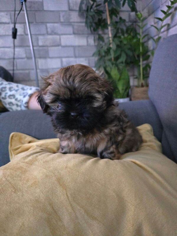 Shih Tzu Puppies For Sale