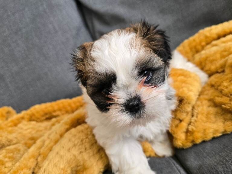 Puppies Shih Yzu - Image 2 of 2
