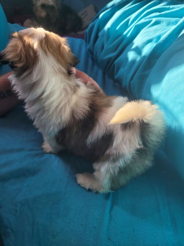 Shih Tzu puppies for sale in Stratford, Greater London – 9 weeks old