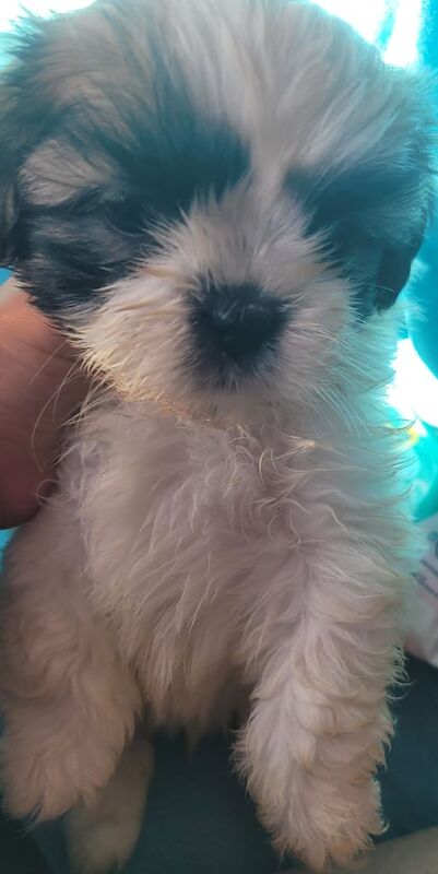 Shih Tzu puppies for sale in Stratford, Greater London – 9 weeks old - Image 2 of 3