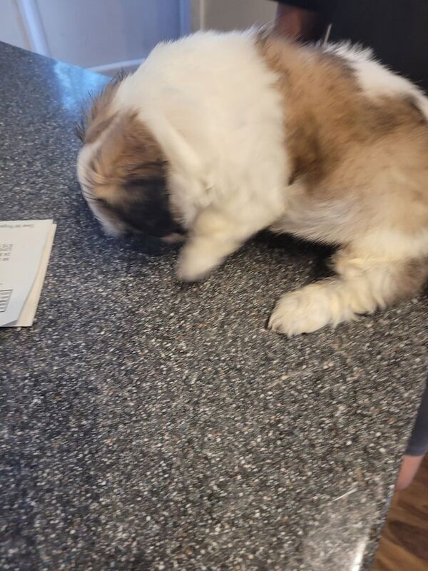 Shih Tzu puppies for sale in Stratford, Greater London – 9 weeks old - Image 3 of 3