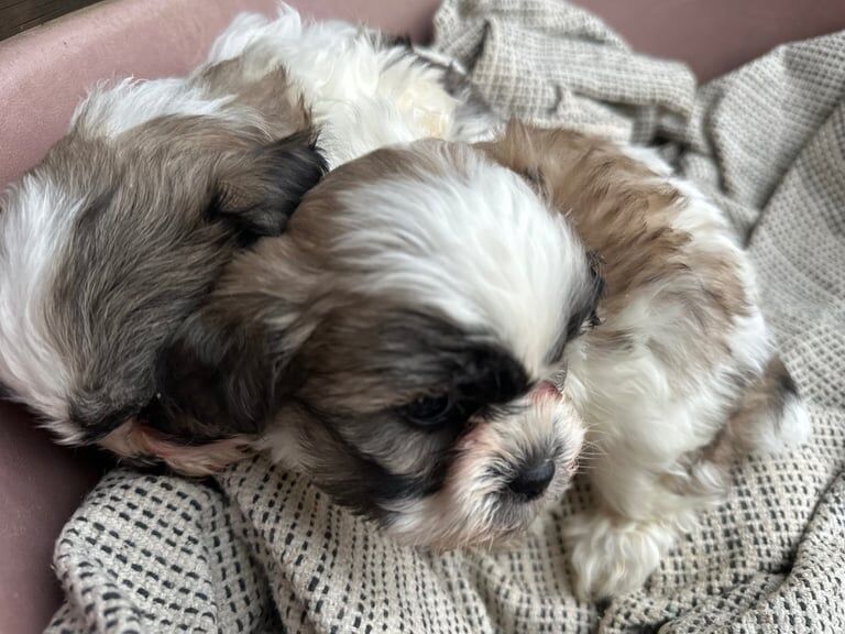 Puppy Bichon Frise - Shih Tzu, mix 'Shichon - Image 2 of 3