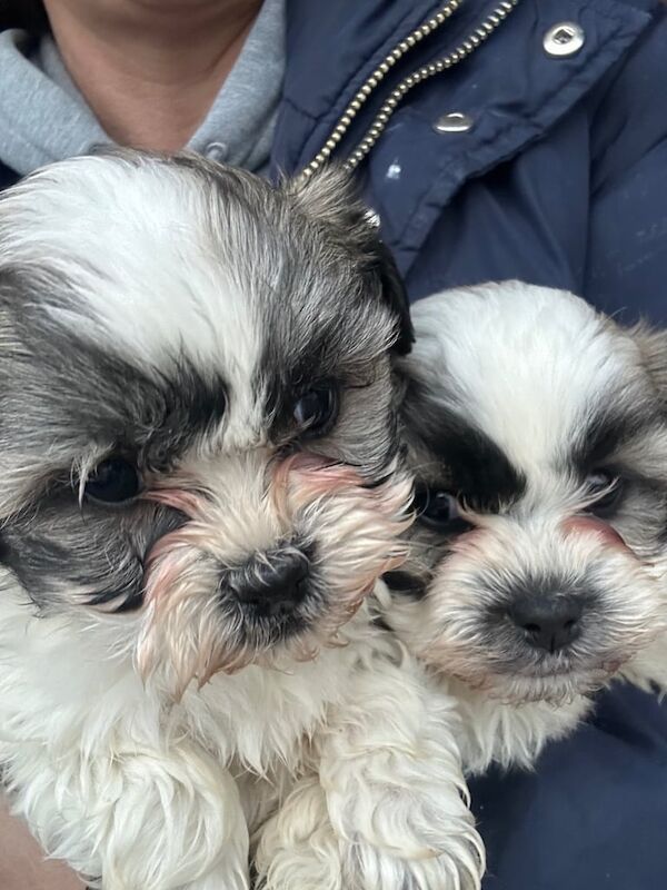 Puppy Bichon Frise - Shih Tzu, mix 'Shichon - Image 3 of 3