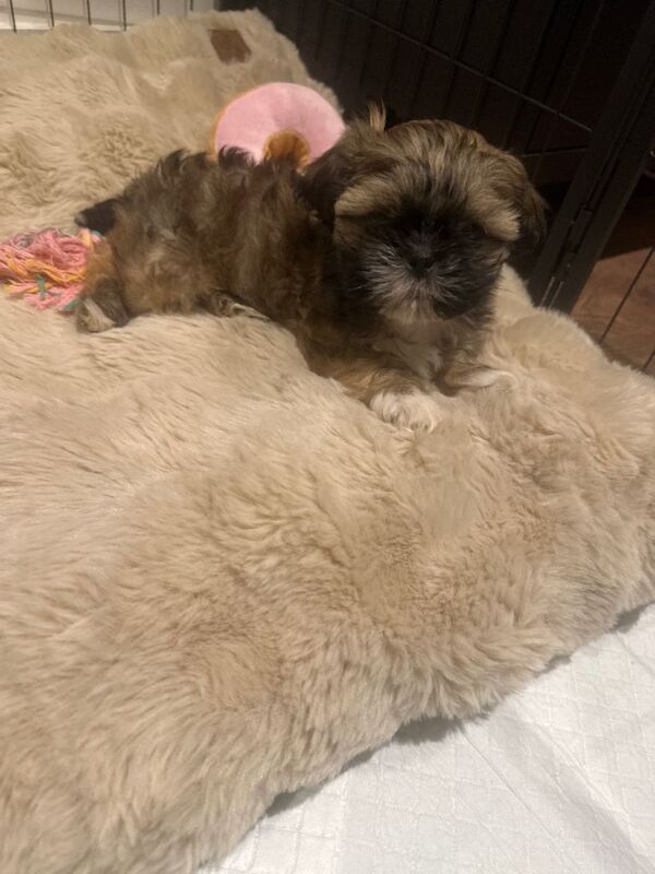 Shih Tzu Puppies For Sale Under £1,000