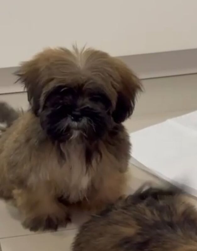 Shih Tzu puppies for sale in New Haw, Surrey – 3 months old