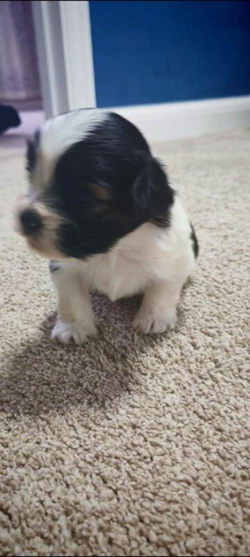 Shih Tzu puppies for sale in Peterborough, Cambridgeshire – 10 weeks old