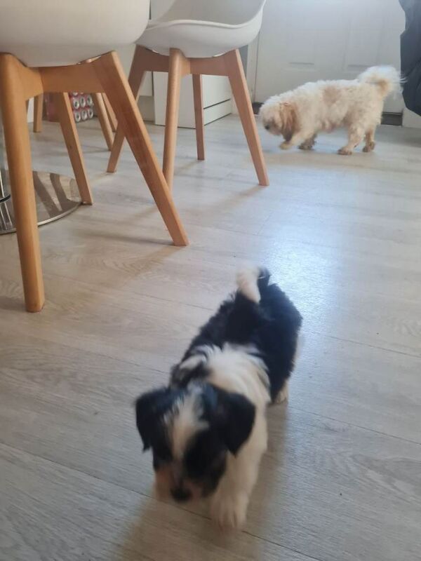 Shih Tzu puppies for sale in Peterborough, Cambridgeshire – 10 weeks old - Image 2 of 2