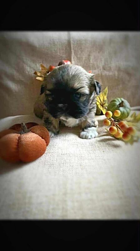 Shih Tzu puppies for sale in Girvan, Ayrshire and Arran β 5 weeks old
