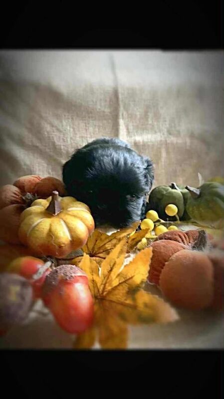 Shih Tzu puppies for sale in Girvan, Ayrshire and Arran – 5 weeks old - Image 2 of 6