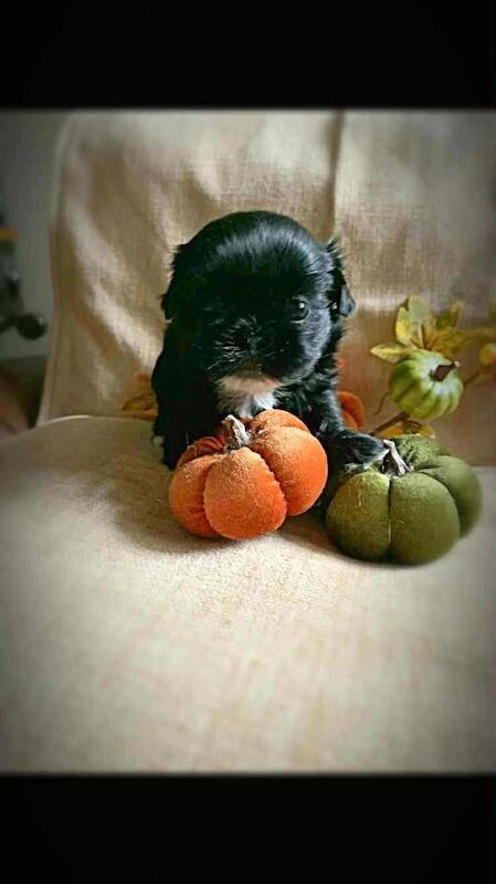 Shih Tzu puppies for sale in Girvan, Ayrshire and Arran – 5 weeks old - Image 4 of 6