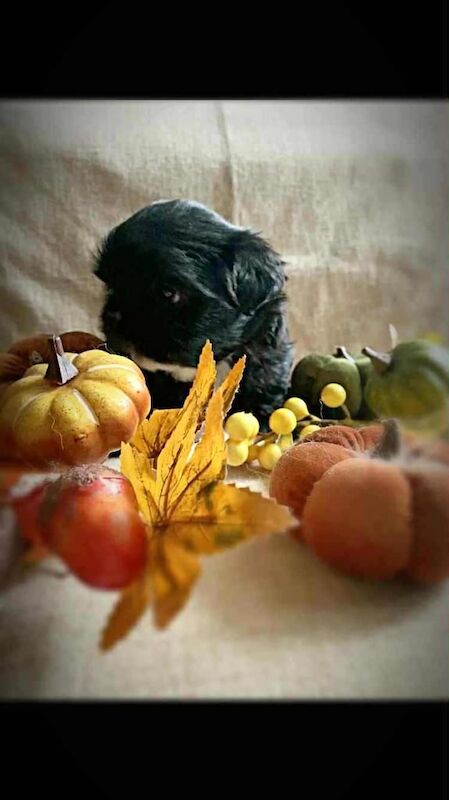 Shih Tzu puppies for sale in Girvan, Ayrshire and Arran – 5 weeks old - Image 5 of 6