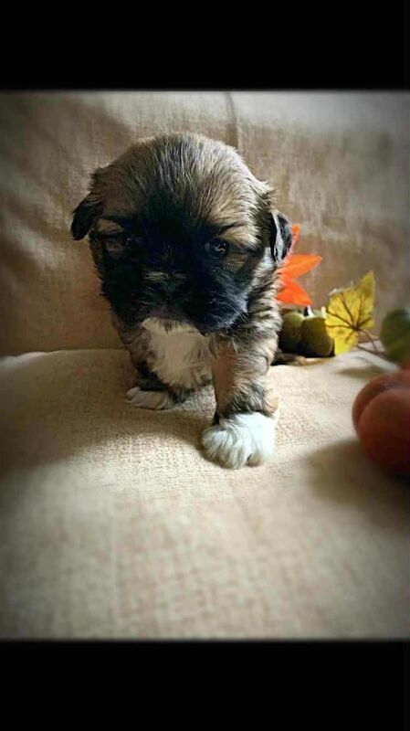 Shih Tzu puppies for sale in Girvan, Ayrshire and Arran – 5 weeks old - Image 6 of 6