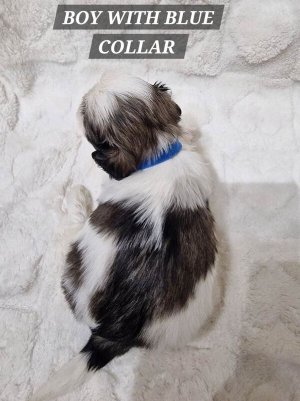 Shih Tzu puppies for sale in Grangetown, Cardiff – 5 weeks old