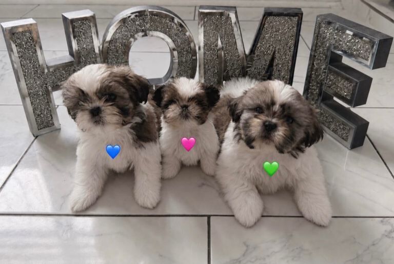 Shih Tzu Puppies For Sale
